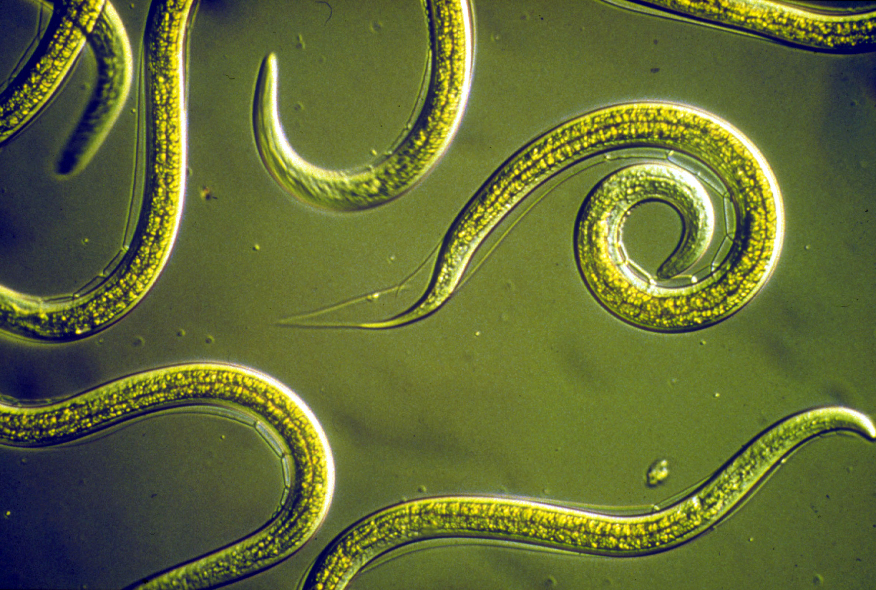 Control de nematodos